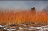 Korallisalava, Salix britzenesis
Tolvasen Pajutila