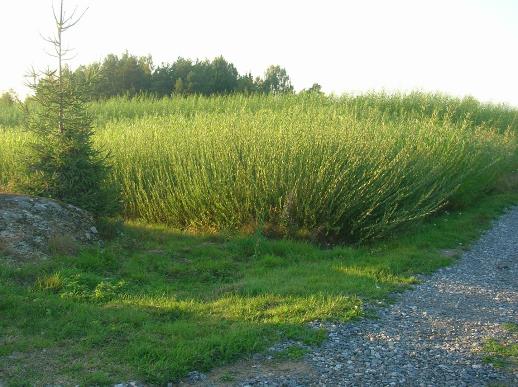 Tolvasen Pajutila
Vitsi�l�, Ristiina
Punapaju, salix purpurea