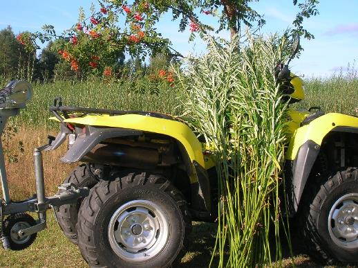 Tolvasen Pajutila
Vitsi�l�, Ristiina
Koripaju