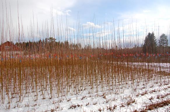 Tolvasen Pajutila
Vitsi�l�, Ristiina
Siperianpaju