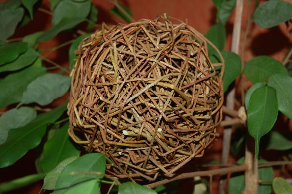 Tolvasen Pajutila
Vitsi�l�, Ristiina
Punapaju, Salix purpurea
Pajupallo