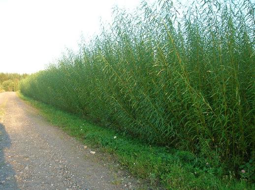 Tolvasen Pajutila
Vitsi�l�, Ristiina
Siperianpaju